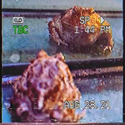 Potential love interests