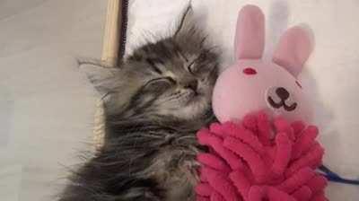 after a long day of also sleeping