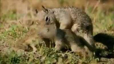 The California ground and rock squirrels have acquired a great anti-rattlesnake defense. They chew on the old snake skins, then lick and apply the mush onto their fur to disguise their own odor, tricking the rattler into scenting only snake and thus avoid