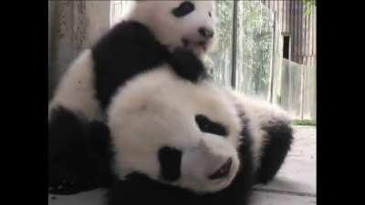 Giant pandas communicate to each other using a variety of sounds; growl, bark, huff, and squeak. Bleat and squeak of baby panda cubs are heard here. Mothers may be 900 times larger and 400 times heavier than their babies. Cubs stay with panda mothers for 