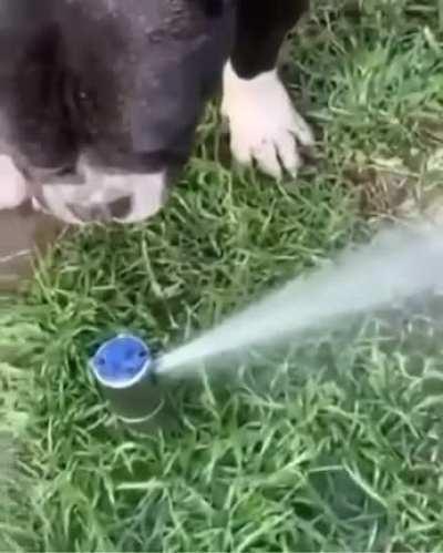 Bacteria waiting 5 secs to attack the food someone dropped