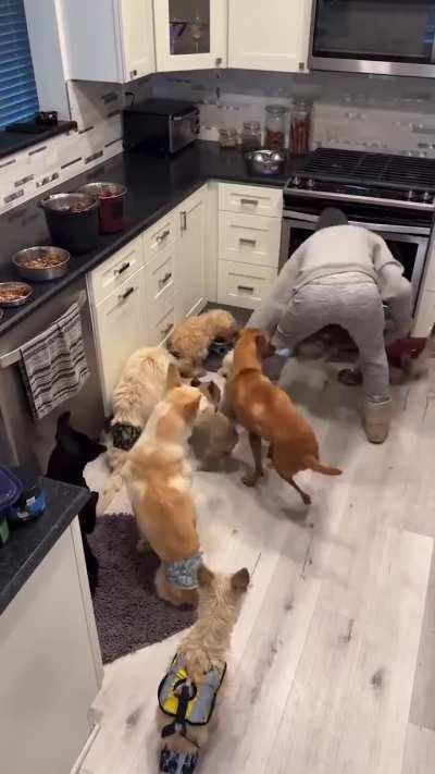 Kind Pet Foster Parent Caring For Disabled Dogs