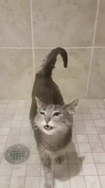 Are you sure you're a cat?