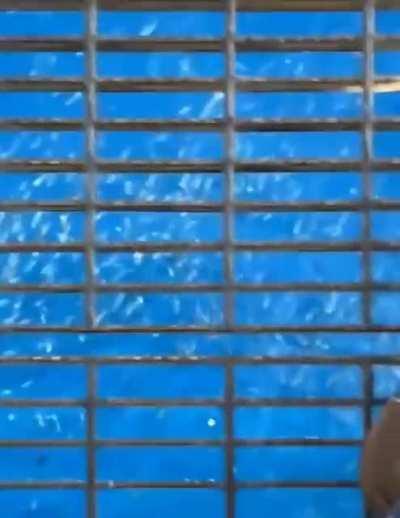 Grate above fish tank