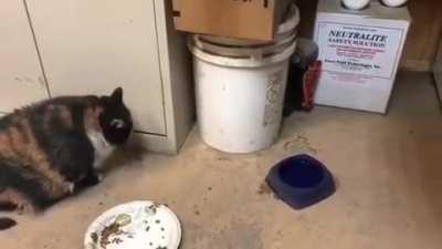 Mouse steals food from cat