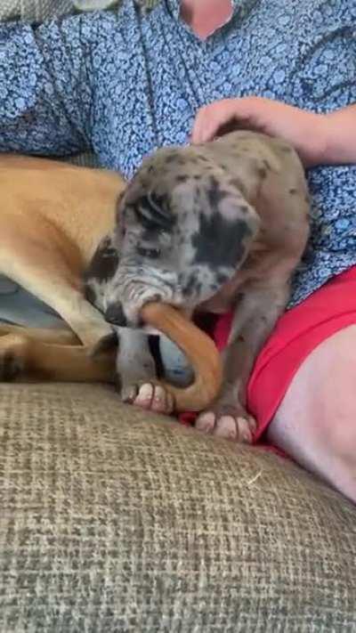 ViCiOuS bEaSt cAnNibALiZeS oWn SibLiNg tO sUrViVe