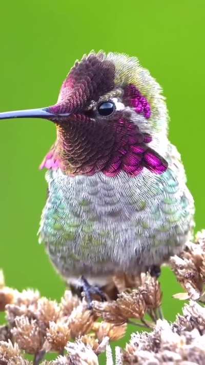 This is a male Anna's Hummingbird🐦