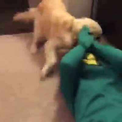 Watch what happens when a Dog's favourite toy walks in the door.