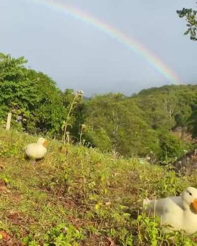 Cute ducks waddling under a rainbow