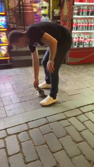 Kitten in Turkey. Turkish citizens view street animals as communally-owned pets, rather than traditional strays, and the country has a blanket no-kill, no capture policy