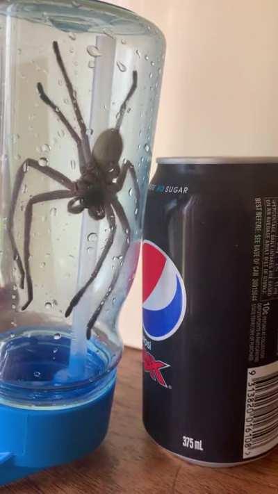 It must be summertime… I chased this absolute unit out of the back of my car today.