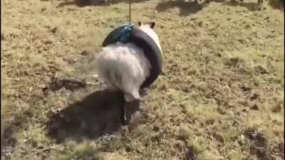 🐑 Stuck 🤣🤣🤣