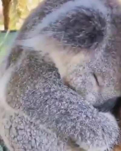 Sleeping Koala Bear