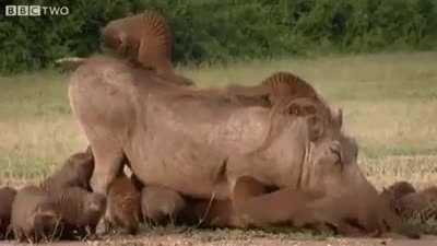 🔥 Warthogs in Uganda rid themselves of annoying ticks by a group of mongooses