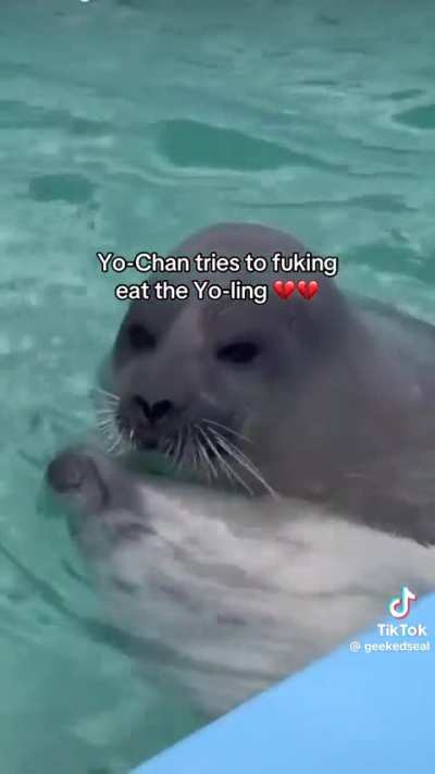SEAL In dESPErATe neED oF FoOD FuCkInG EaTS ofFsPrInG