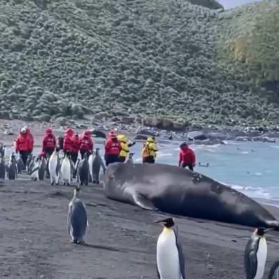 🔥 The Godzilla of seals