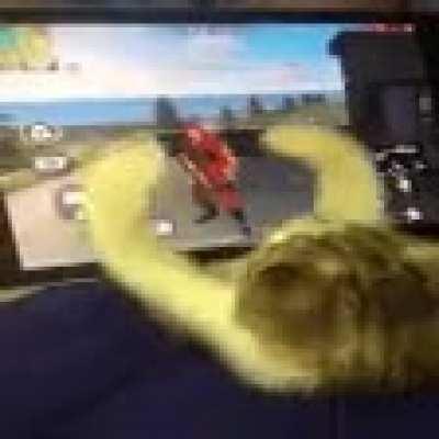 cat of the day 35 (he is carcked)