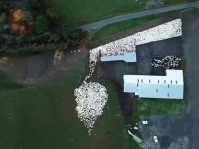 Aerial view of sheepdog herding sheep