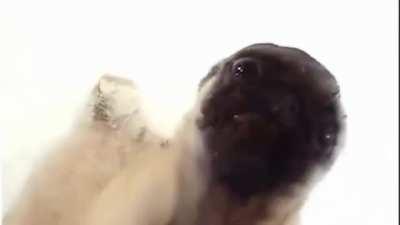 This was quite popular on a recent zoom