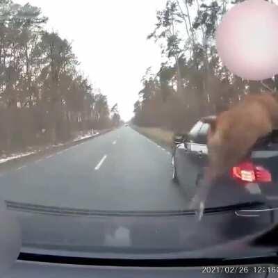 ANormalDayInRussia - Video #1458