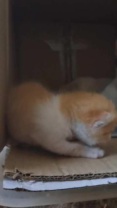 Smol criminal yelling at me demanding freedom 