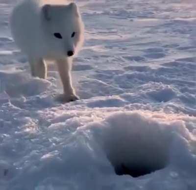 A dauntless white fox trying to steal fish from a Russian fisherman