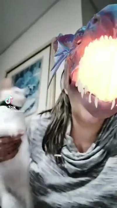 Gato entro em desespero