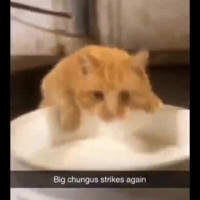 Big chungus strikes again😂