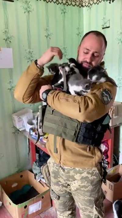 An army of kittens, Soledar 🇺🇦