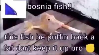 🇷🇸fish🤢 🇧🇦fish✊
