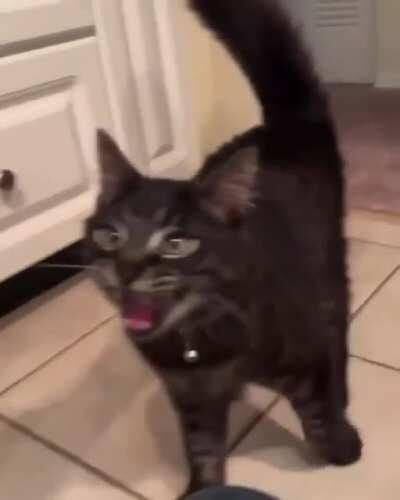 The cat has vocals.