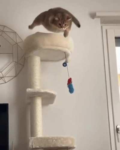 Chonky miscalculation