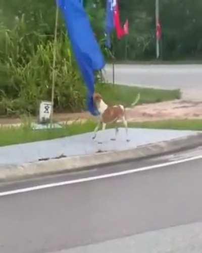 Binatang pun tahu BN sial