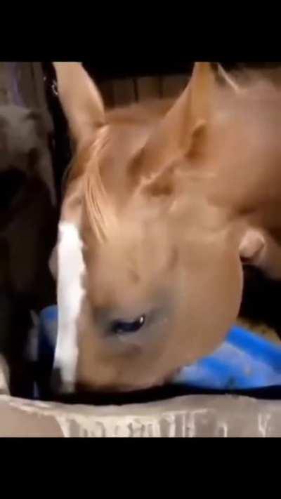 I think the horse gained consciousness for a moment