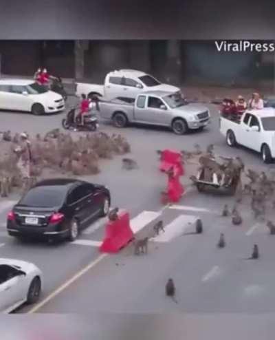 Monkeys have taken over the city of Lopburi which is about 90 miles from Bangkok.