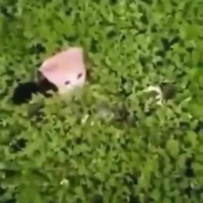 lo amigos de la pecky