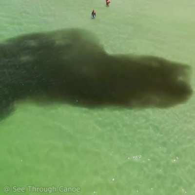 School of Anchovies at the Beach