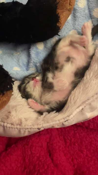 Little baby dreaming 💤