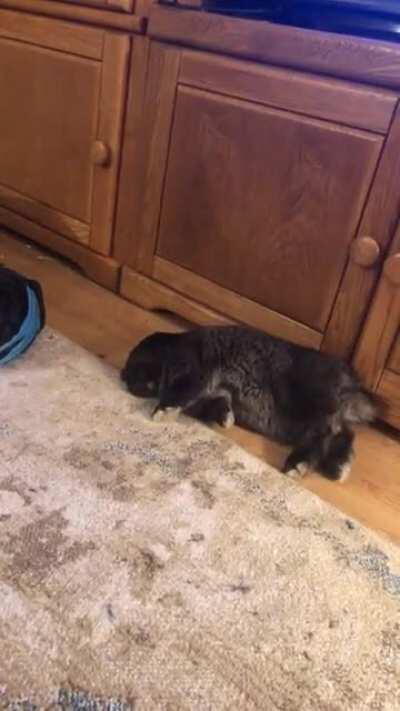 A hopping good dream