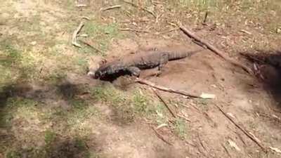 Goanna swallows a rabbit whole on a golf course