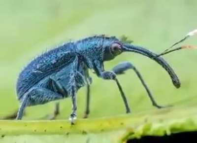 found a new weevil video