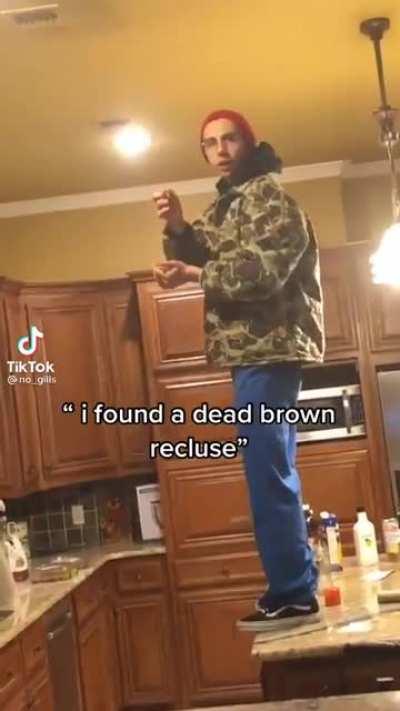 *picks up brown recluse*