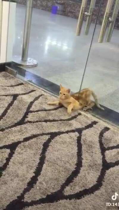 Another proof that cat is made of water.