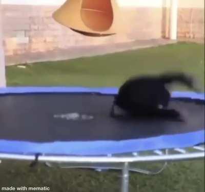 This my friend Arnold practising for monke flip, constructive critisism welcome 🐵