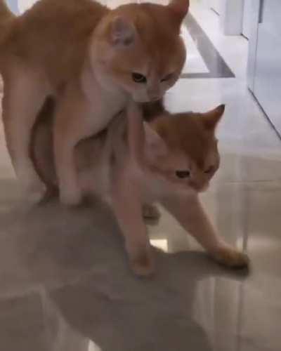 Once a kitten, always a kitten