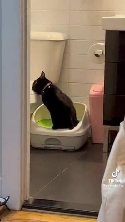 cat's first experience with catnip