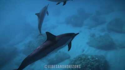 Spinner Dolphins - Hawaii