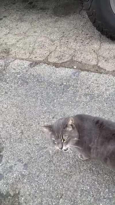 Sergeant at it again