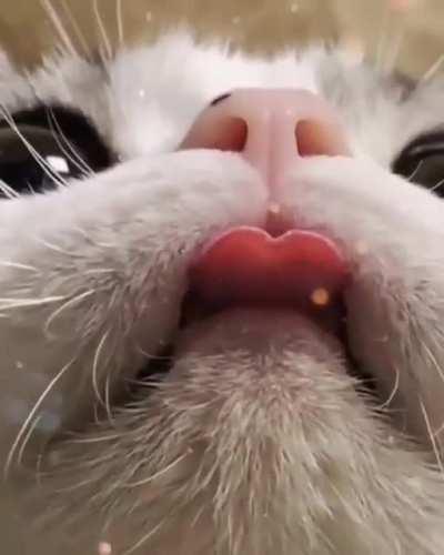 Cuteness overloaded.