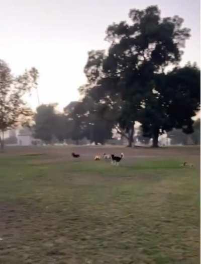 Somebody brought a RC car to the dogs park